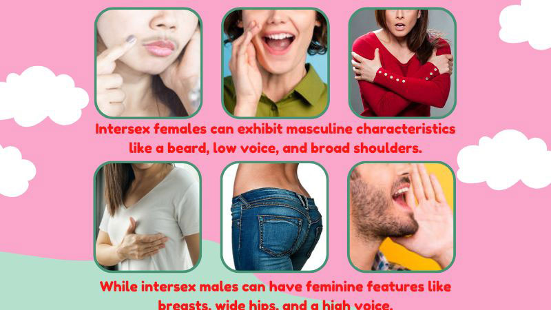 The Different Types of Femboy Crossdressers Characters